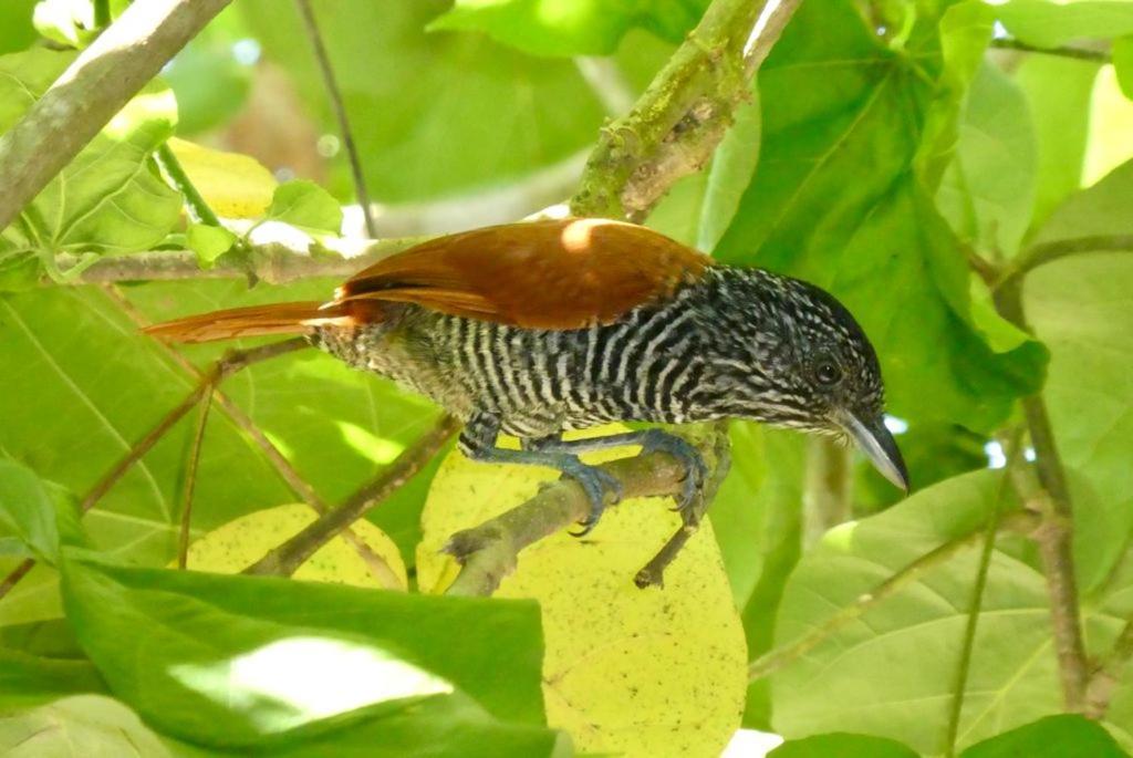 Pousada Mangue Seco Itaunas  Ngoại thất bức ảnh